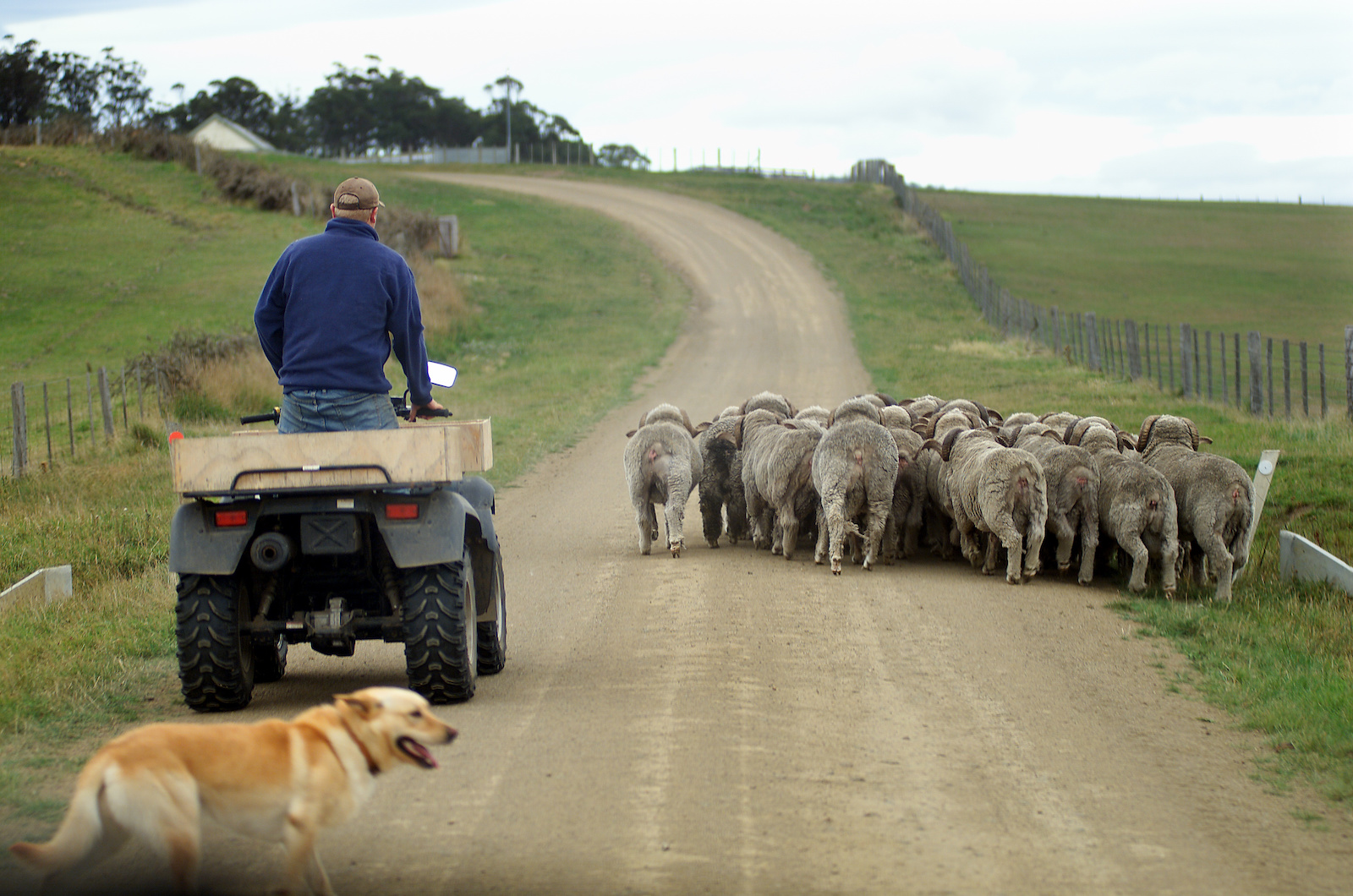 Herding sheep