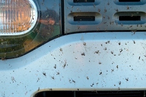 Dead bugs on blue car bumper